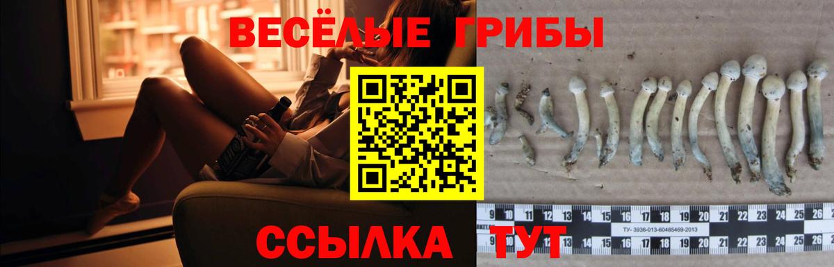 Псилоцибиновые грибы Psilocybe Славянск-на-Кубани